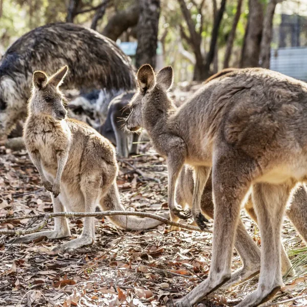 tours from sydney to brisbane
