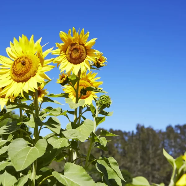 tours hunter valley