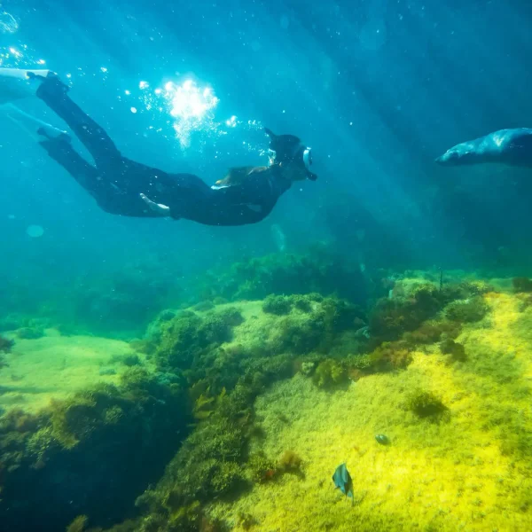 tours on kangaroo island