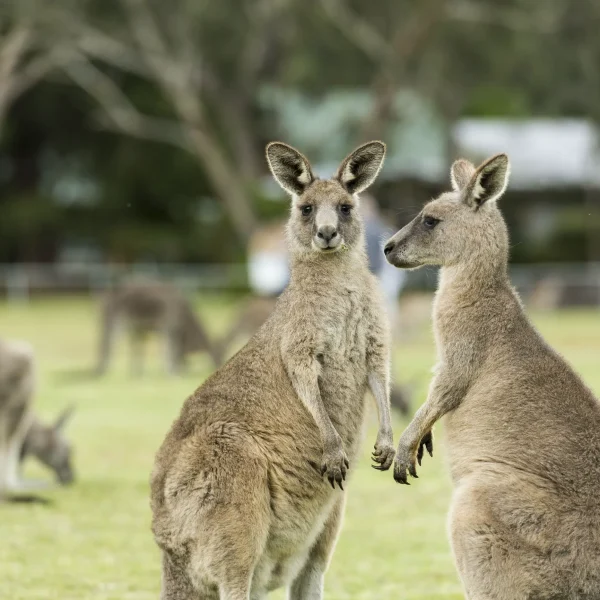 travel melbourne to adelaide