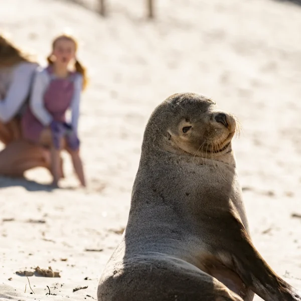 trip to kangaroo island