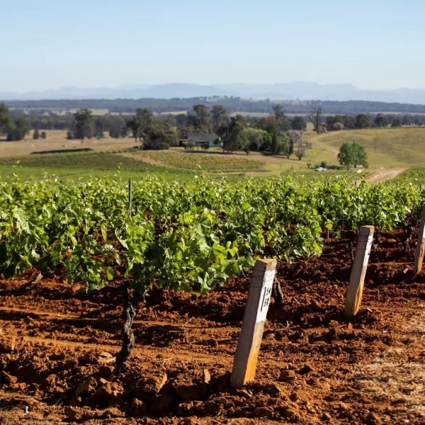 vinyard tours