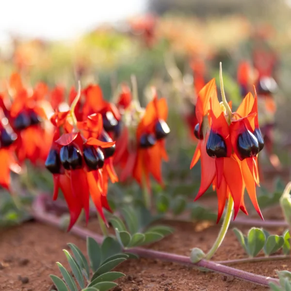 wa tours from perth