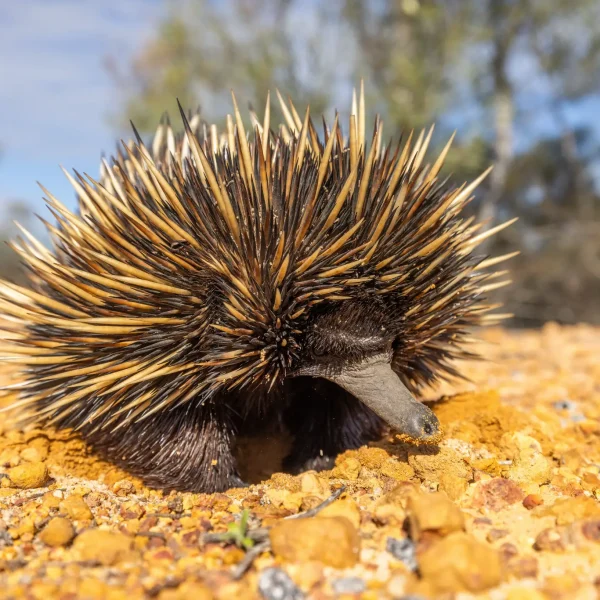 west coast australia