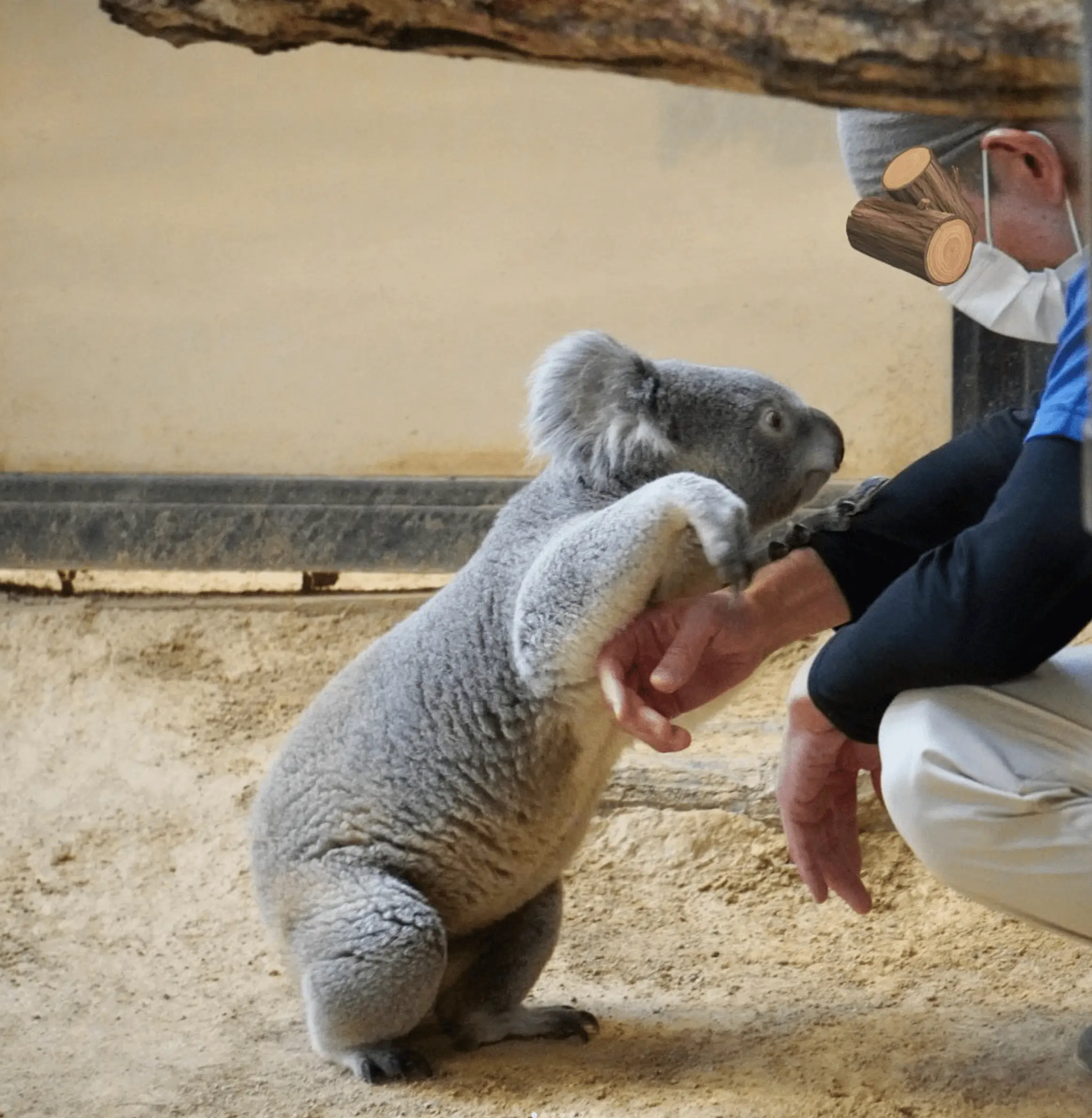 where to see koala in melbourne