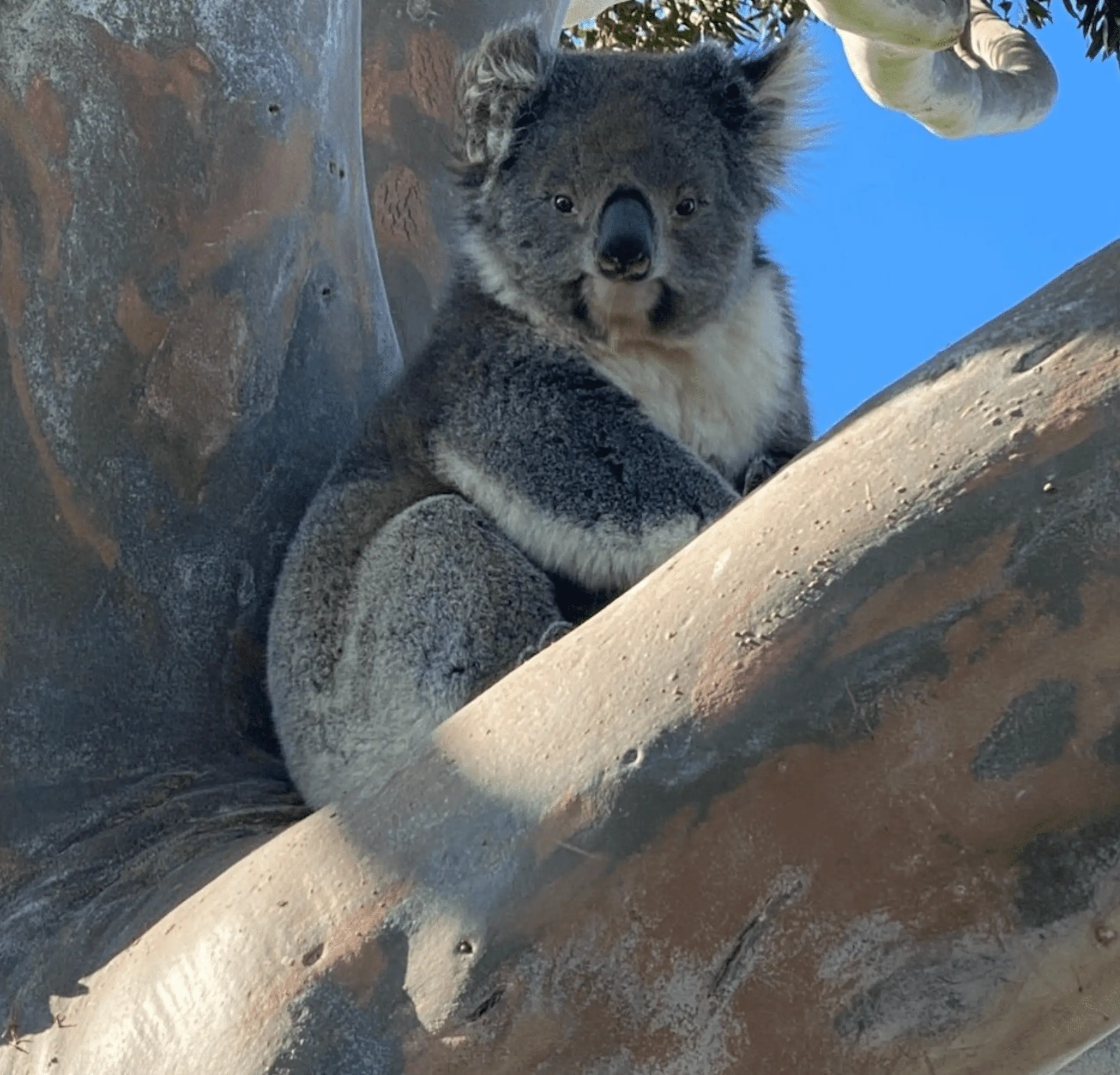 where to see koalas in melbourne