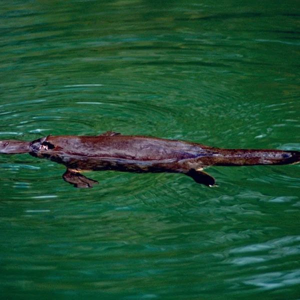 whitsunday islands day cruise tour