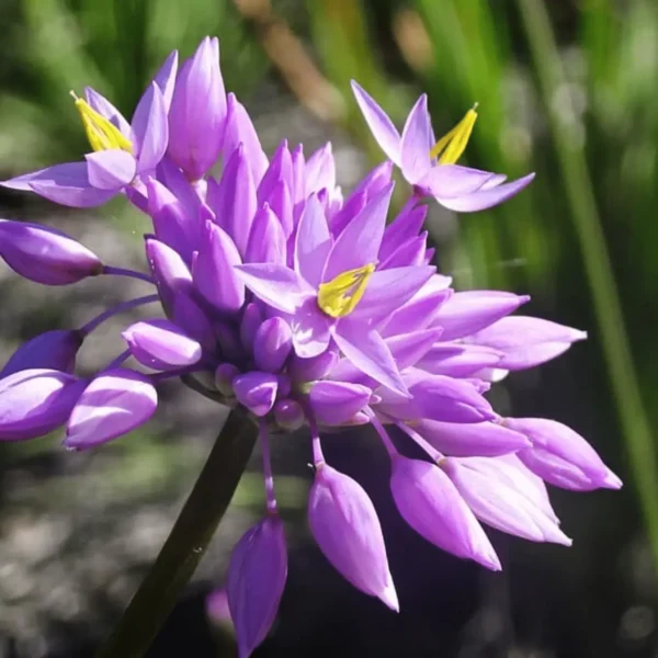 wild flower tours
