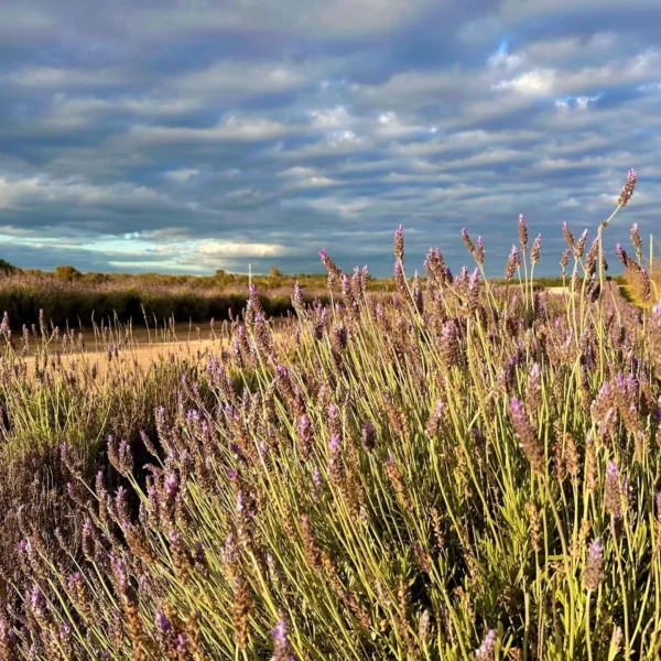wildflower tours from perth