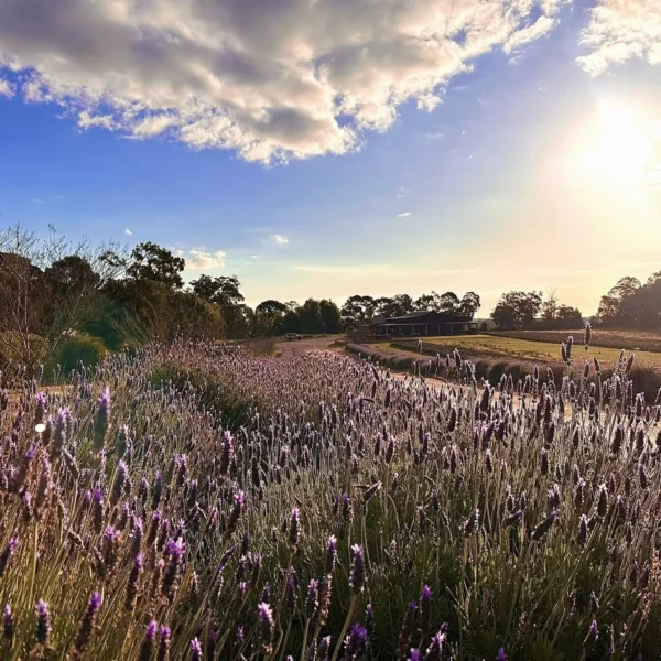 Lobster Lavender Tour