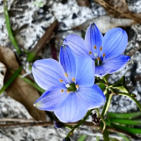 wildflower tours wa 2025