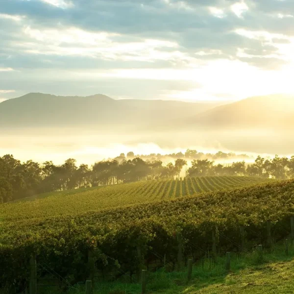 wine tour melbourne