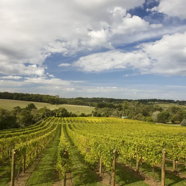 wine tours from melbourne