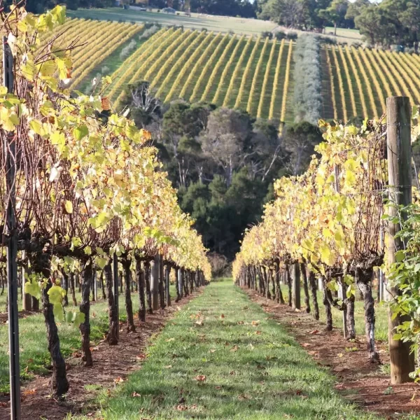 winery tour mornington peninsula