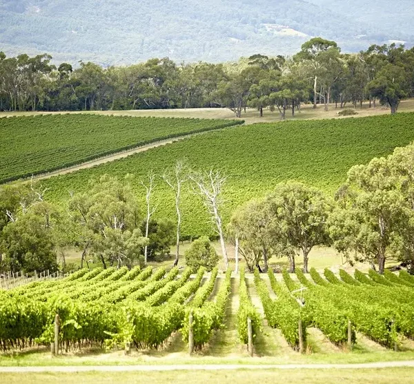 winery tour yarra valley