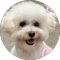 Shan Chen Avatar